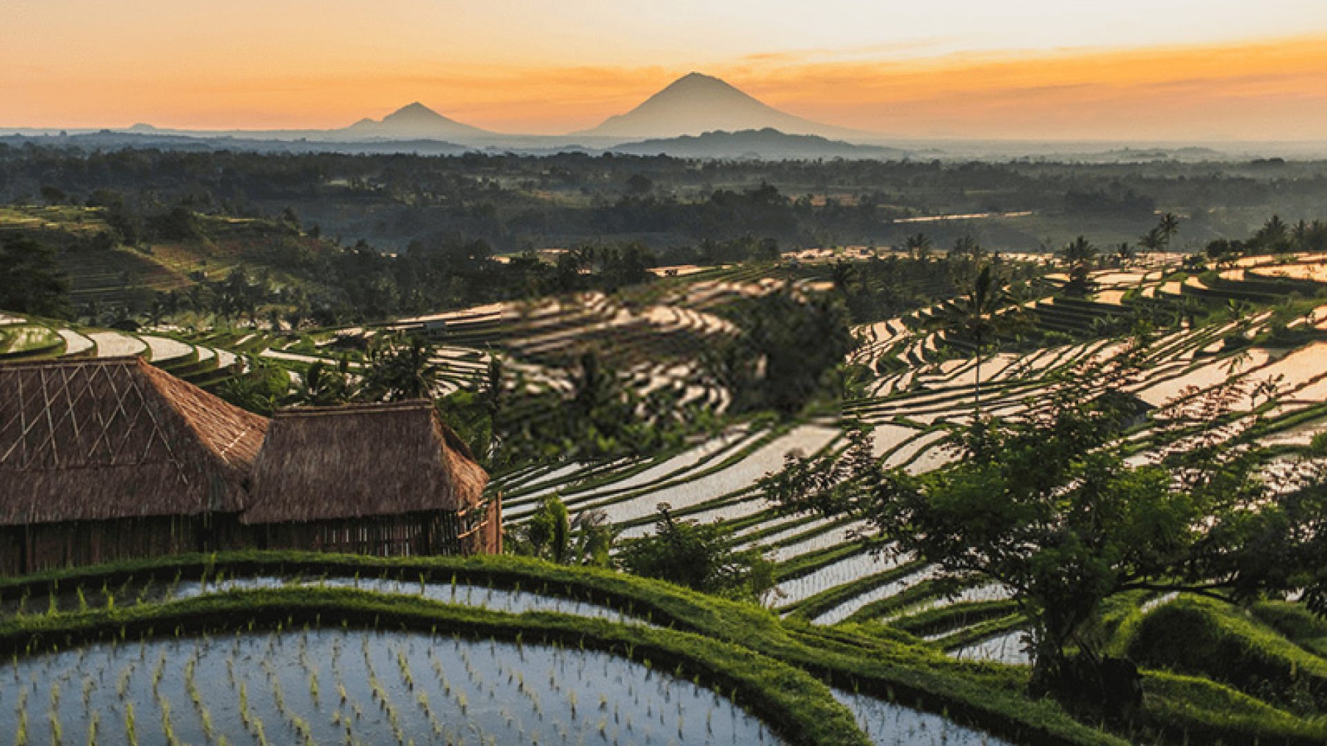 Jatiluwih Rice Paddy Trekking -