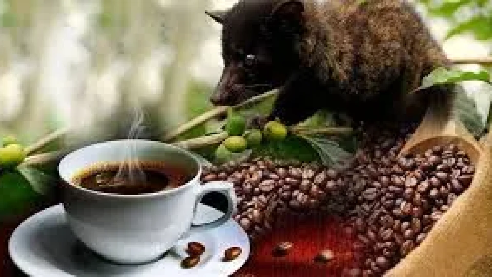 coffee luwak